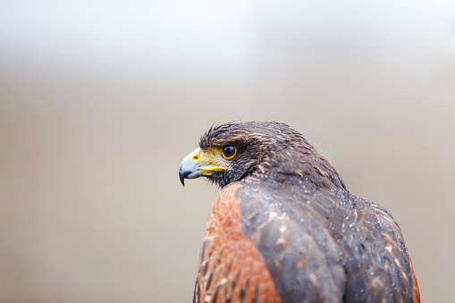 Harris's hawk portrait in the wild, looking threatening and observing