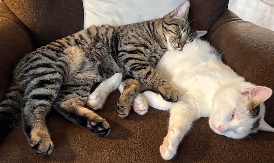 Family pets sleeping on an armchair