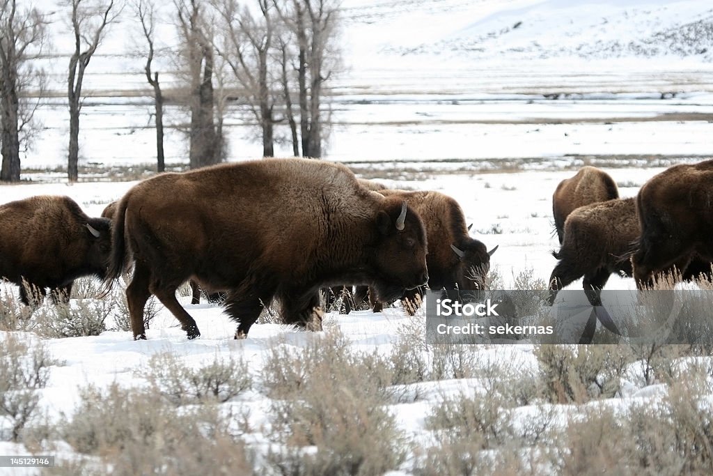 bison nord-américain - Photo de Amérique du Nord libre de droits
