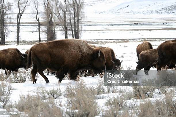 Photo libre de droit de Bison Nordaméricain banque d'images et plus d'images libres de droit de Amérique du Nord - Amérique du Nord, Bison nord-américain, Cornu