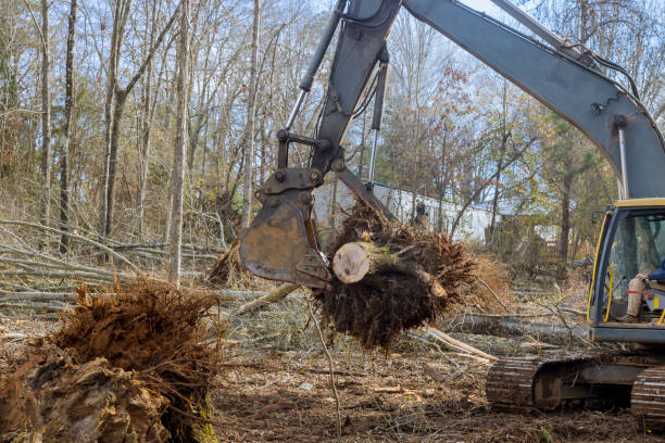istock Stump roots were removed from trees which had been cut down by a tractor backhoe as part of the clearing of land for home construction 1451292779