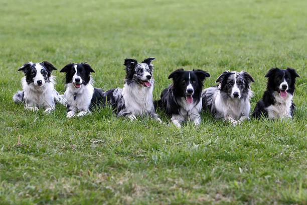 국경 collies 부품군 스톡 사진