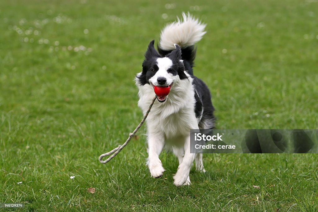 collie Border com uma bola - Foto de stock de Cão royalty-free