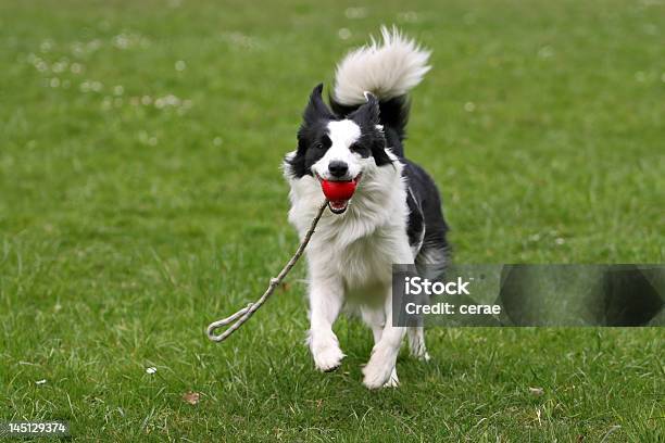 Foto de Collie Border Com Uma Bola e mais fotos de stock de Cão - Cão, Felicidade, Trazer Jornal