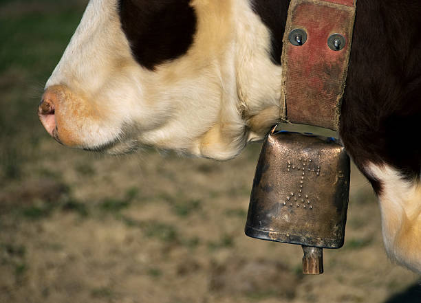 cencerro - animal head cow animal bell fotografías e imágenes de stock