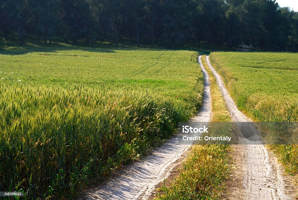 path in the field Agriculture Stock Photo