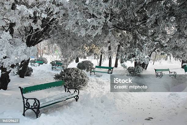 Nel Parco - Fotografie stock e altre immagini di Albero - Albero, Ambientazione tranquilla, Bellezza