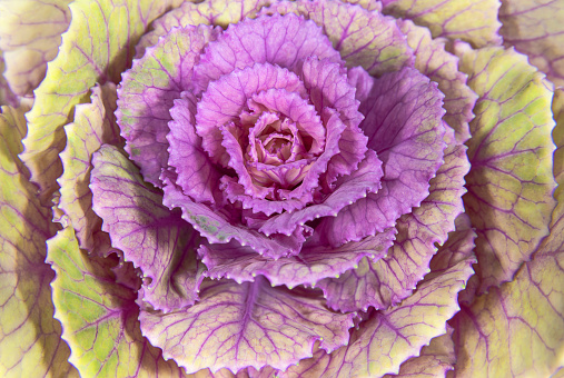 Cabbage Field  Close Up