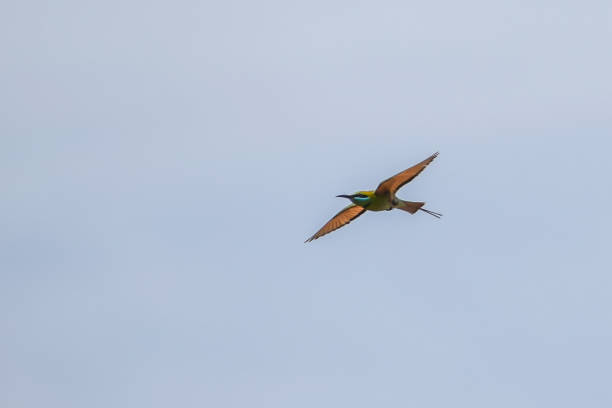 Green bee eater Flying stock photo
