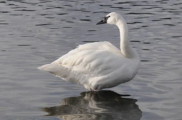 Trumpeter swan standing in the water.
