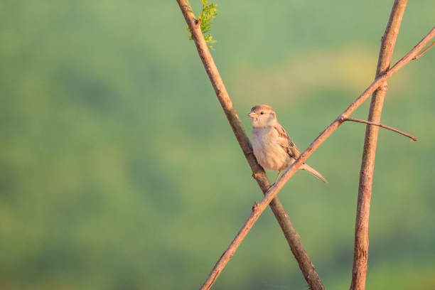 House sparrow stock photo