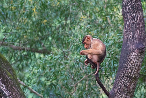 Monkey chained on tree trunk. Monkey pet. Green bokeh background