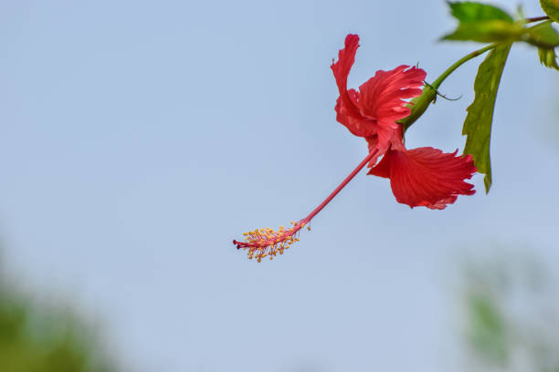 Red Hibiscus stock photo