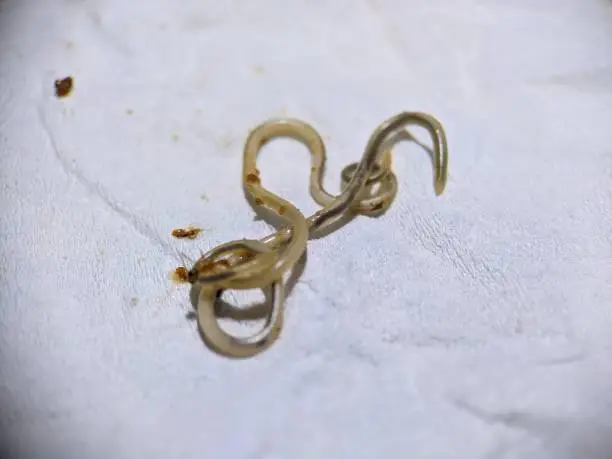 Photo of roundworm parasitic