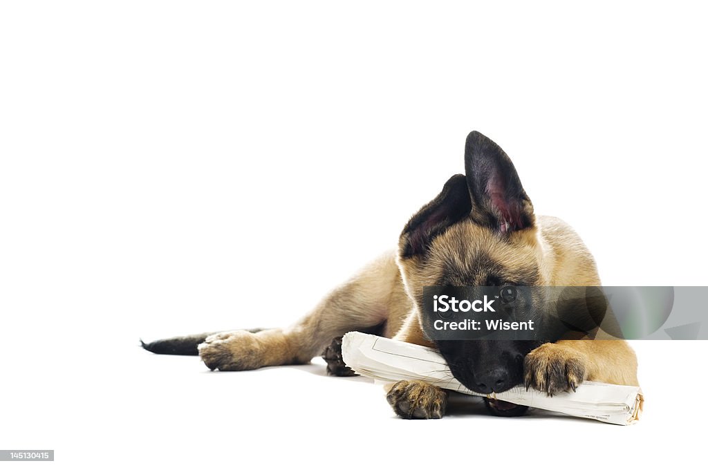 Cute puppy Cute puppy enjoying its morning paper Newspaper Stock Photo