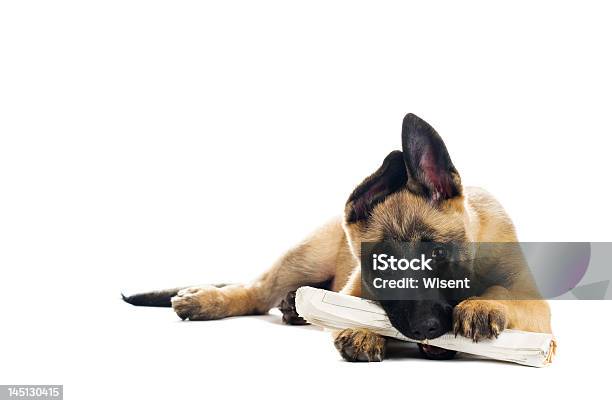Cute Puppy Stock Photo - Download Image Now - Newspaper, Dog, Biting