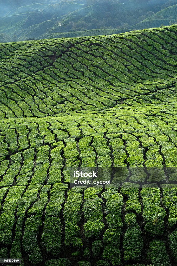 Tea Plantation Contour and Texture Agriculture Stock Photo