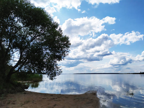 un arbre solitaire au bord de la rive d’un lac forestier. une bande de forêt sur la rive lointaine et un ciel bleu avec des nuages en arrière-plan - waters edge lake beach tree photos et images de collection