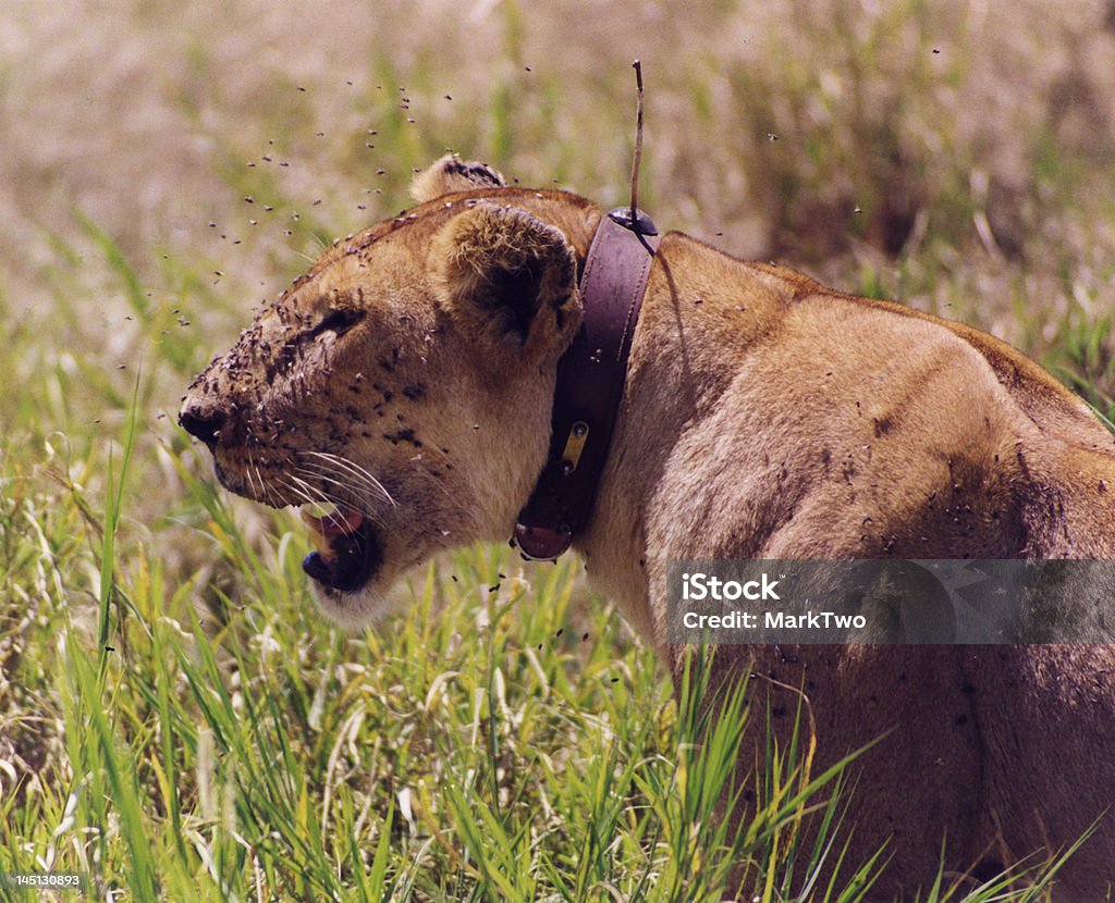 Tagged Lioness Lioness with a radio tracking device fitted to a collar around her neck. Her face is covered in flies after feeding Africa Stock Photo