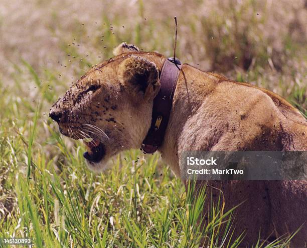Tagged Lioness Stock Photo - Download Image Now - Africa, Animal, Animal Body Part