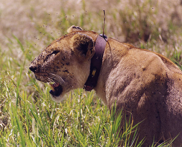 одновременно львица - safari animals audio стоковые фото и изображения