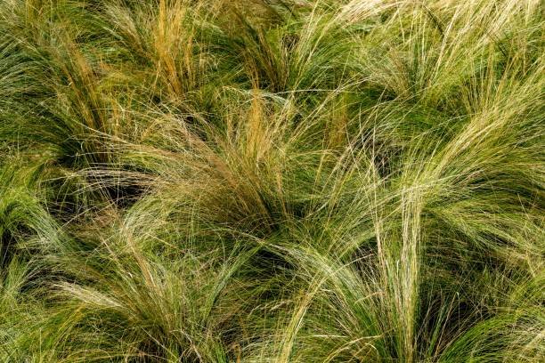 istock Mexican feather grass (Stipa tenuissima) in a field on a sunny day 1451309920