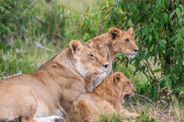 istock Lioness with cubs lying down and watching 1451312288