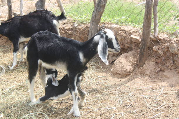 istock Goat stock photo 1451312348