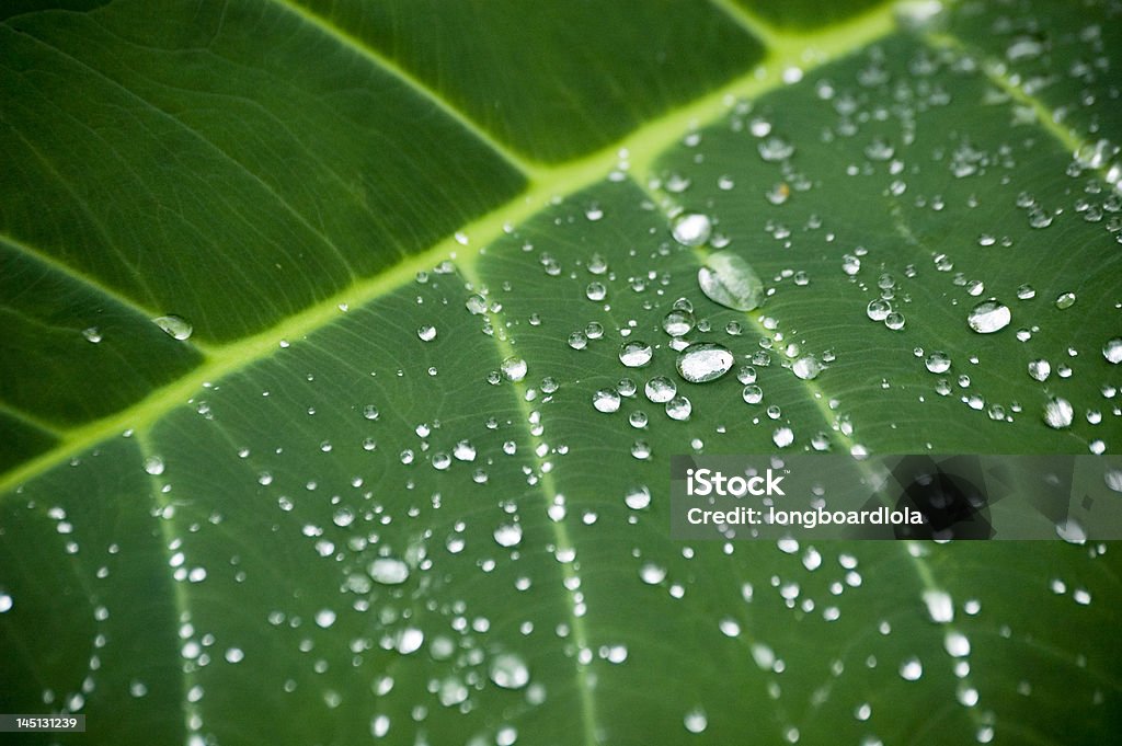 降り注ぐ雨の葉 - しずくのロイヤリティフリーストックフォト