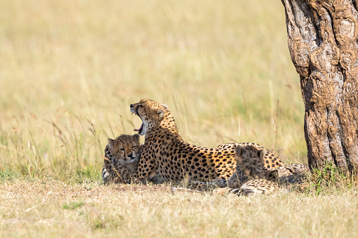 Cheetah with cubs lying down at a tree and watching