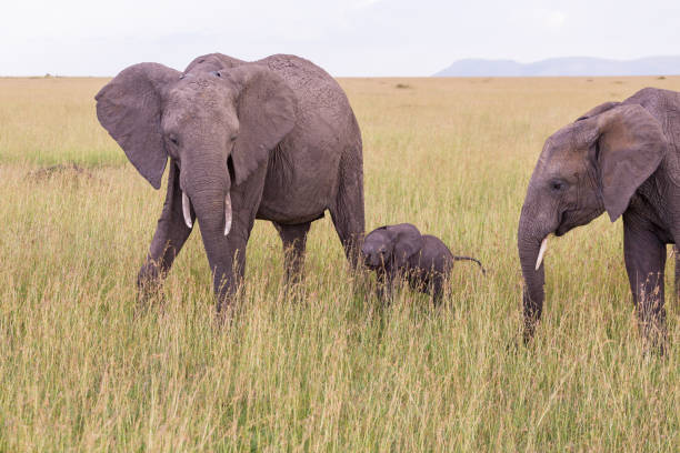 istock Elephants with a calf on the savanna 1451312903
