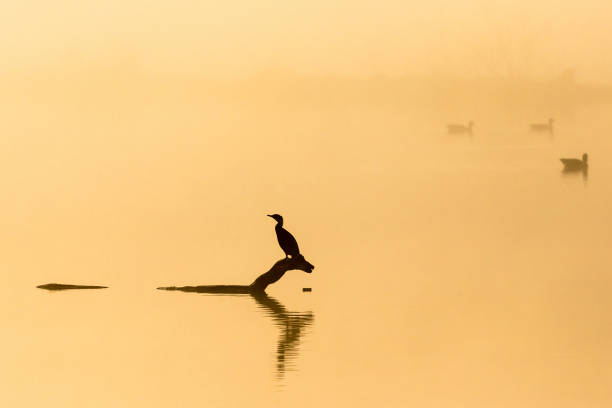 istock Great Cormorant sitting on a tree stump in sunrise 1451312967