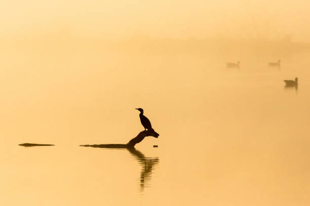grande cormorant sentado em um toco de árvore ao nascer do sol - sweden summer swimming lake - fotografias e filmes do acervo