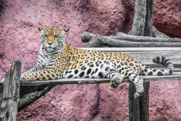 Jaguar Resting stock photo