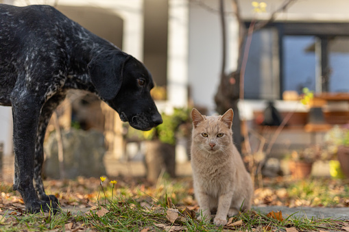 Black dog and yellow cats together in back yard on a cloudy autumn day.