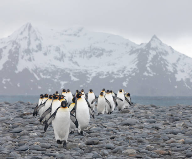 A group of king penguins walking on the beach of Salisbury Plains. South Georgia, Antarctica. A group of king penguins walking on the beach of Salisbury Plains. South Georgia, Antarctica. king penguin stock pictures, royalty-free photos & images