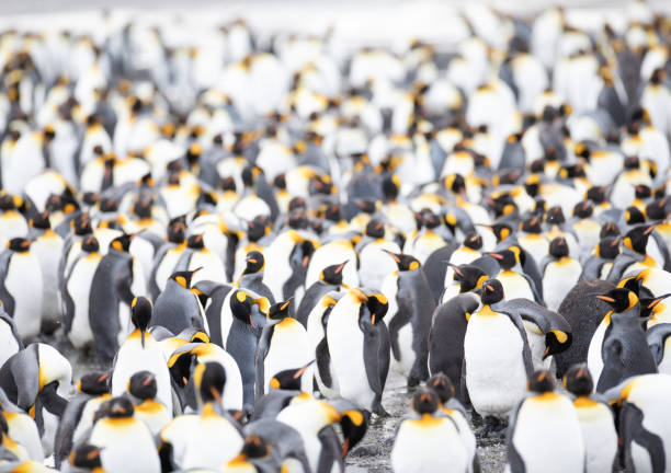 A large group of king penguins on Salisbury plain. South Georgia islands, Antarctica. A large group of king penguins on Salisbury plain. South Georgia islands, Antarctica. king penguin stock pictures, royalty-free photos & images