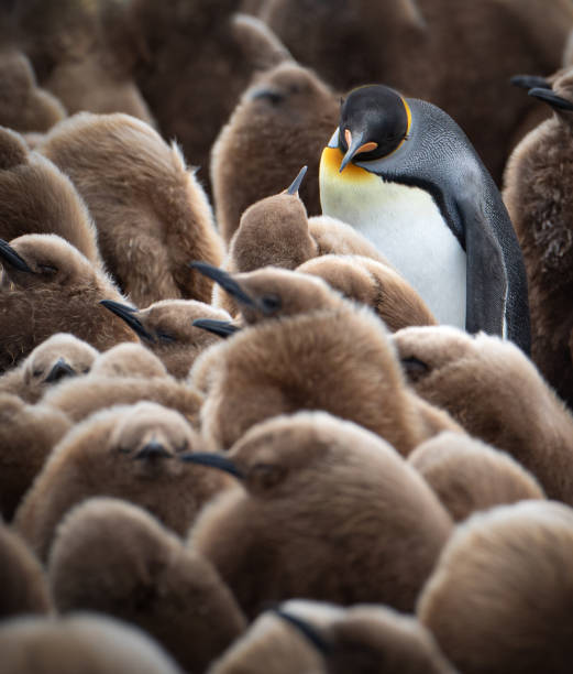 um pinguim-rei adulto alimentando seu filhote nas planícies de salisbury. geórgia do sul, antártida. - pinguim de schlegel - fotografias e filmes do acervo