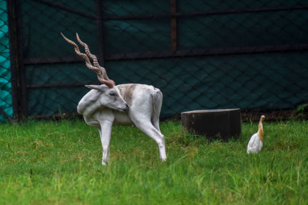 White Deer stock photo