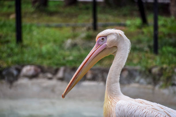 Pelican close up stock photo