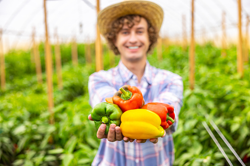 Waist-up portrait of a smiling happy agronomist holding ripe bell peppers in his hands before the camera