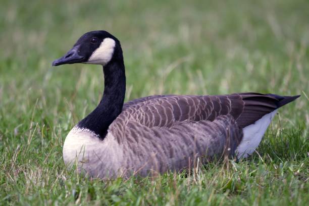 istock Canada goose (Branta canadensis) on the meadow 1451315957