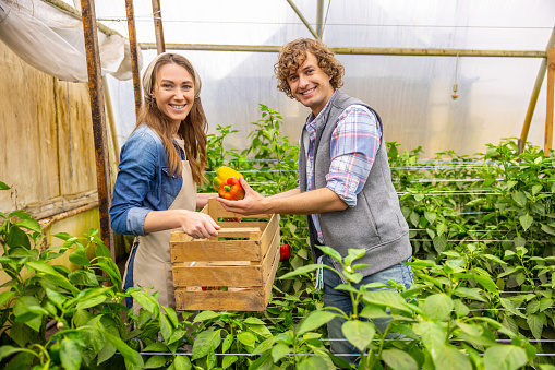 Smiling agriculturist placing a pair of sweet peppers into a wooden box in his cheerful female colleague hands