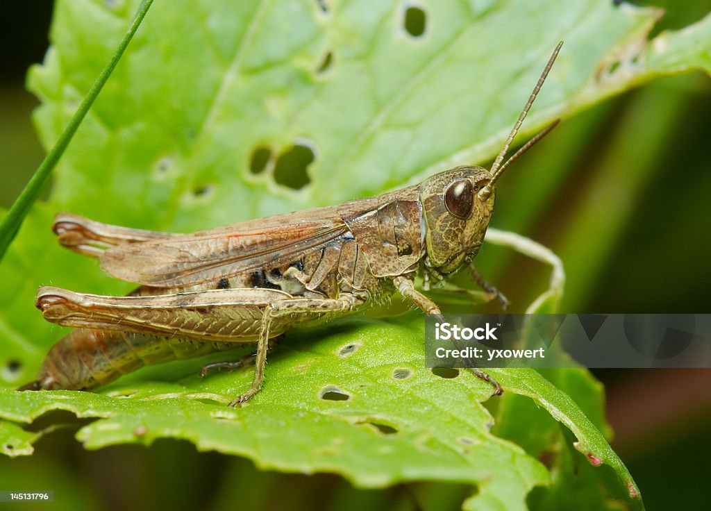 Saltamontes - Foto de stock de Agosto libre de derechos