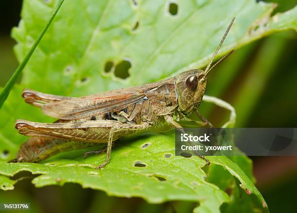 Saltamontes Foto de stock y más banco de imágenes de Agosto - Agosto, Aire libre, Alimentar