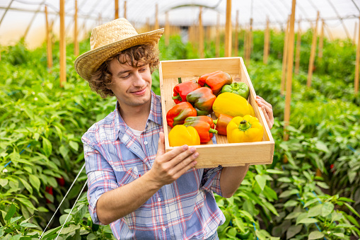 Waist-up portrait of a pleased agriculturist holding a wooden crate with the ripe bell peppers