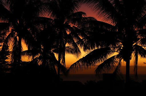 Albion, Mauritius - July 10, 2022: Silhouettes of palm trees at the beach of Albion in the West of Mauritius during sunset.