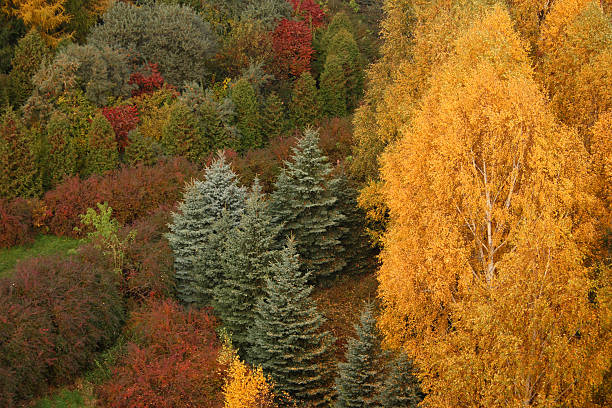 istock the autumnal park 145131874