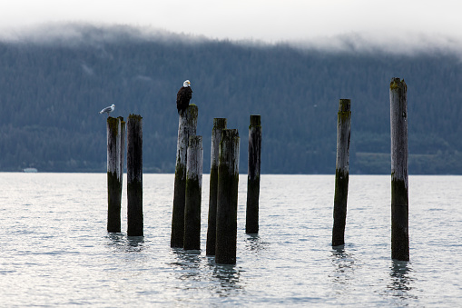 Bald Eagle sitting on wooden piles at the shore