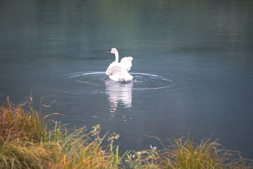 Oberriet, Switzerland, March 25, 2022 Majestic white swan is swimming in a lake in spring time